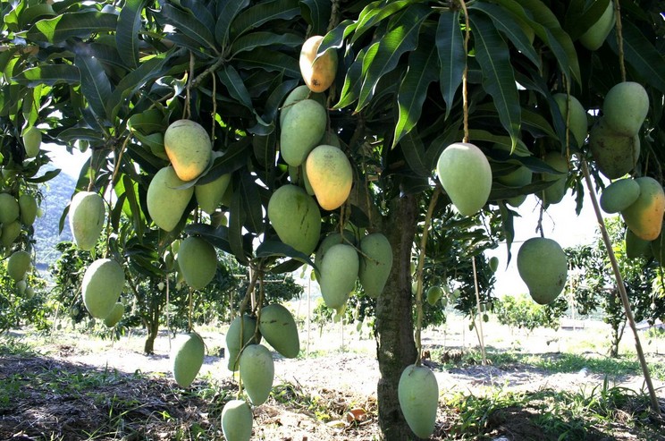 Mango seed Mangifera indica